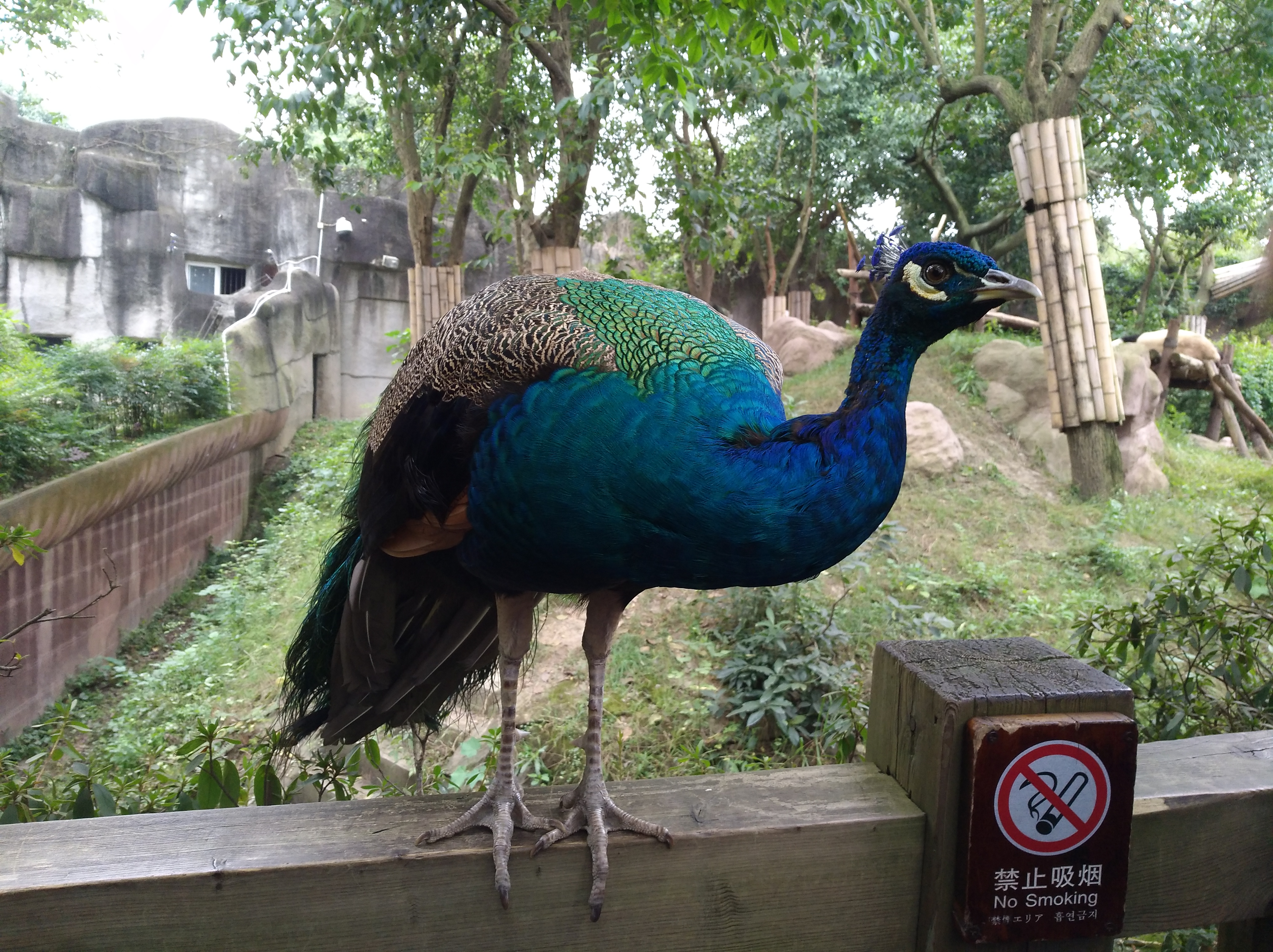 隨手拍出美，華為nova拍攝專項(xiàng)評(píng)測(cè)